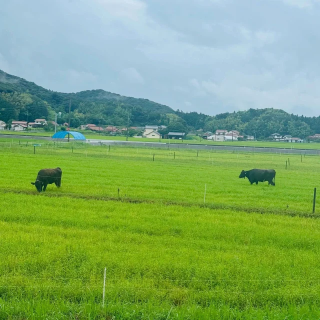 島根の日常？のひとこま
〜 車で走ってると牛がいる 編〜

#牛 
#道中 
#お出かけスポット 
#観光スポット 
#アラフォーコーデ 
#ハイトーンカラー 
#ショート女子
#山陰 
#島根
#松江 
#ローカルタレント 
#パワフル 
#mc 
#荒木まどか 
#ヒトコマドカ