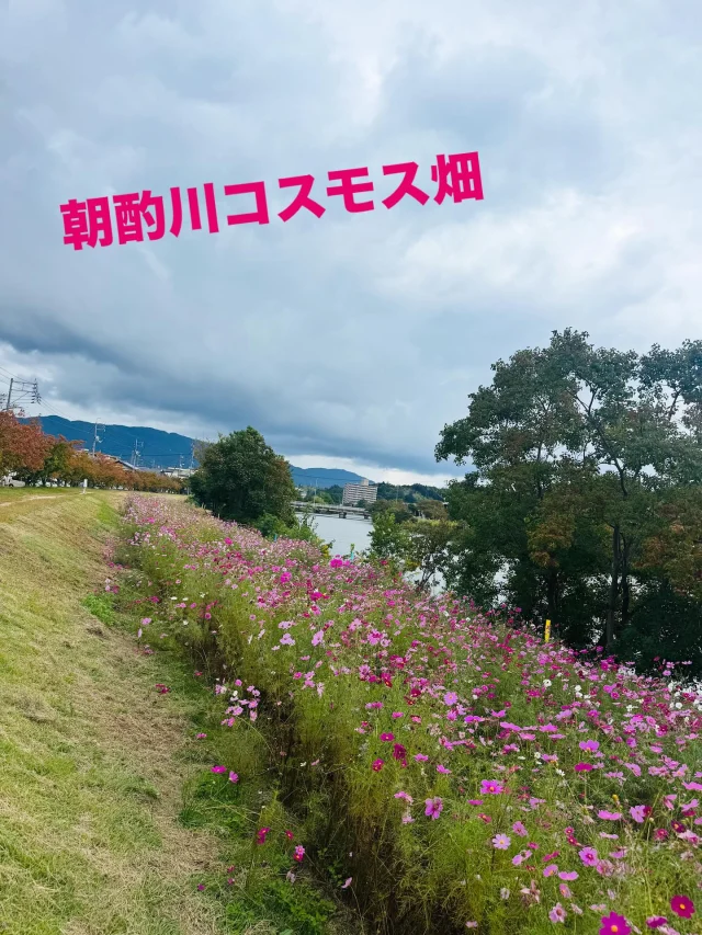 朝酌川(学園付近)のコスモス畑が見どころ❣️
11月上旬くらいまでかなー？

散歩がてらぜひ💐
娘達と散歩たのしかった👭😊

#振り返り投稿 
#島根
#松江
#コスモス 
#コスモス畑 
#朝酌川 
#学園 
#河川敷 
#お散歩