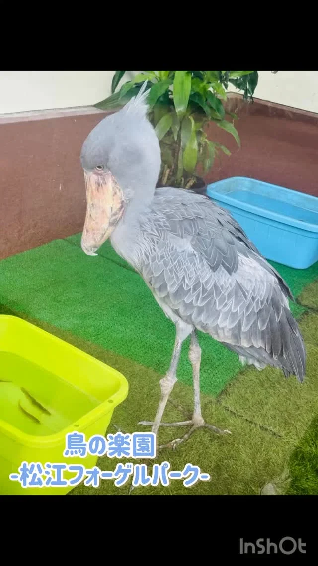 振り返り投稿
松江の観光スポット再調査中💐

親子でお出かけ👭
松江フォーゲルパーク

#山陰 
#島根 
#松江 
#観光スポット 
#親子でお出かけ 
#雨の日も 
#室内 
#松江フォーゲルパーク 
#鳥 
#動物 
#餌やり 
#島根グルメ 
#松江グルメ 
#松江スイーツ 
#親子でお出かけ 
#メニュー豊富 
#パワフルmc 
#荒木まどか 
#ローカルタレント 
#アラフォー 
#ショートヘア 
#ハイトーンカラー